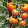 Nad paradižnikovo plesen s homeopatijo in bioogljem