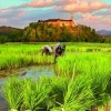 Pozabljene dragocenosti 