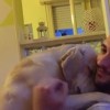 ettore pes na katerega ne morete biti jezni