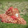 pobiranje_krompirja_009.jpg