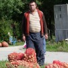 pobiranje_krompirja_006.jpg