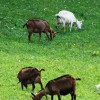_slovenska_srnasta_in_slovenska_sanska_koza.jpg