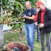 img_1994_trgatev_kostanjevica__28_.jpg