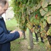 img_1994_trgatev_kostanjevica__23_.jpg