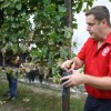 img_1994_trgatev_kostanjevica__33_.jpg
