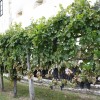 img_1994_trgatev_kostanjevica__3_.jpg