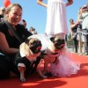 Dog fest 041015 1620_1000x0.jpg