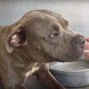 pitbull.jpg