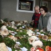 img_2393_praznik_kozjanskega_jabolka__52_.jpg