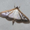 _cydalima_perspectalis___pu__panova_ve____a.jpg