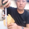 _lisica_velikanka___september_2015.jpg