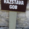 _gobe__54_.jpg