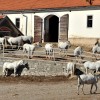 Kdo bo šef Kobilarne Lipica?