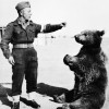 Medved Wojtek.jpg