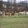 levstikoa_pot031.jpg