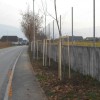 javor__12_.jpg