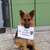 policaji1.jpg