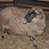dsc_9170_000.jpg