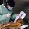 otzi3.jpg