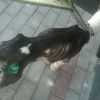shila