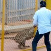 Leopard.jpg