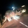 Dinozaver, triceratops.jpg