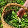 p_nasveti_svicarskega_naturopata3.jpg