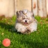 shih tzu, shitsu