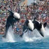 SeaWorld, orka, kit ubijalec.jpg