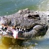 Krokodil