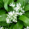 wild-garlic-flowers.jpg