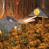 marihuana1.jpg