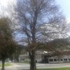 Bukev park občina.jpg