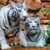 beli tiger