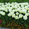 tulipani-Madonna.jpg