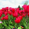 tulipani-pretty woman.jpg