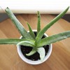 aloe-vera-918662_1920.jpg