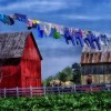 amish.jpg