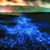 plaze_plankton_maldivi1.jpg