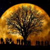 luna, polna.jpg