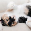 cat-649164_1920.jpg