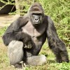 Gorila, Harambe.jpg