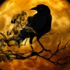 strah ptič luna.jpg