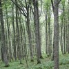 img_1133_000.jpg