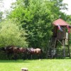 krtinska_deteljica__003.jpg