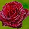 rose-695215_1920.jpg