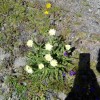 pd_coglians_07.jpg