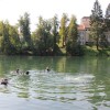 potapljaci49.jpg