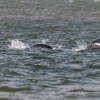 Loch Ness, Nessie.jpg
