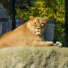 zoo_vodilna_FID_4476.jpg